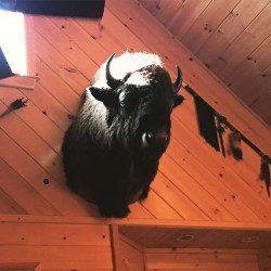 Judgmental Bison Blue Ridge Mountains