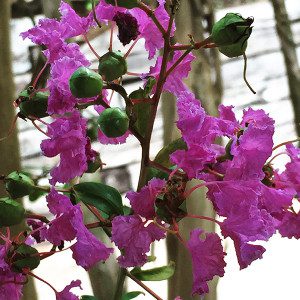 Blue Ridge Mountains